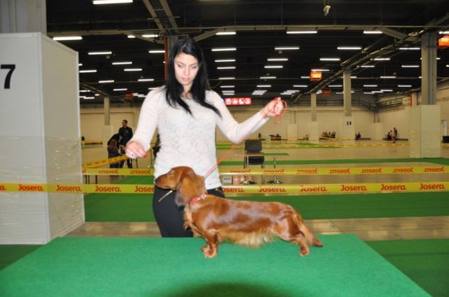 Jamnik d�ugow�osy NAILA